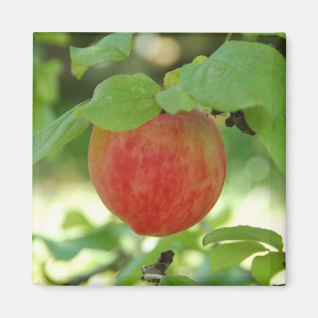 Íman Apple Red Annanas - ímã (Frente)