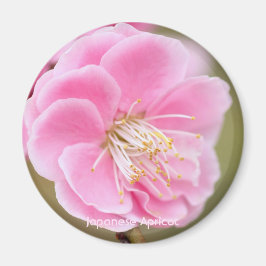 Íman Apricot Japonês [Magneta Círculo]