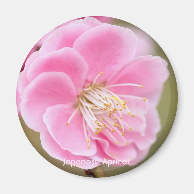 Íman Apricot Japonês [Magneta Círculo] (Frente)