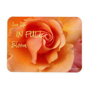 Íman Apricot Peach Rosa Flower Close (Fechar foto)
