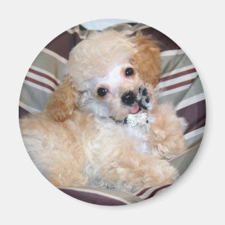 Íman Apricot Poodle Puppy falando acenando