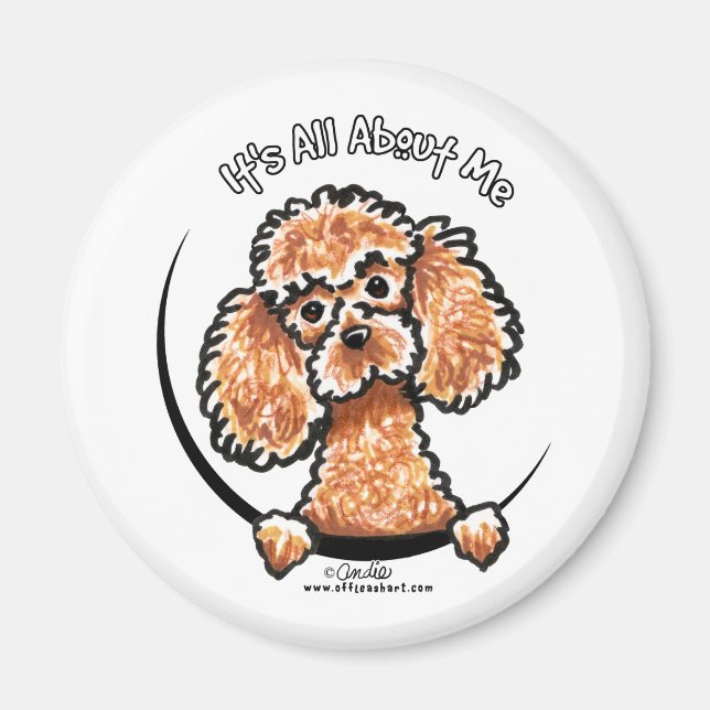 Íman Apricot Toy Miniature Poodle IAAM (Frente)