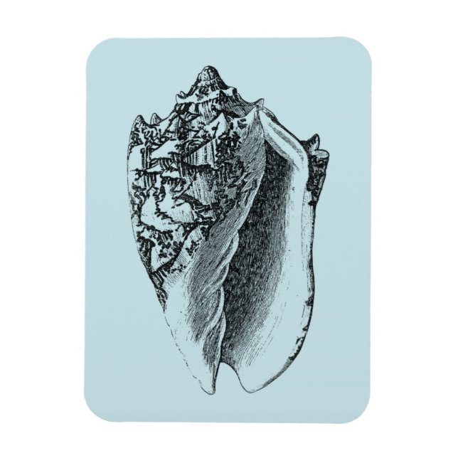 Íman Aqua Conch Shell (Vertical)