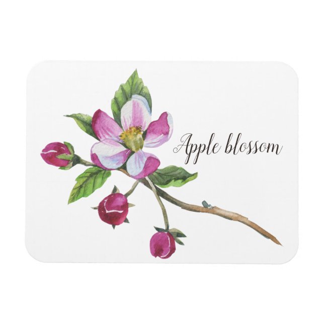 Íman Aquarela Flor de Maçã Botânica (Horizontal)