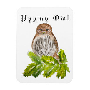 Íman Aquarela Viram Pequenas Corujas Brancas