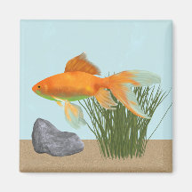 Aquário da Natureza Peixe Dourado Laranja