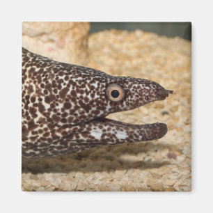 Íman Aquele é um Moray! Ímã quadrado
