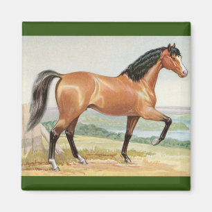 Íman ArabBay Horse Vintage Watercolor Art