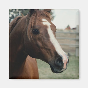 Íman Árabe em Pasture