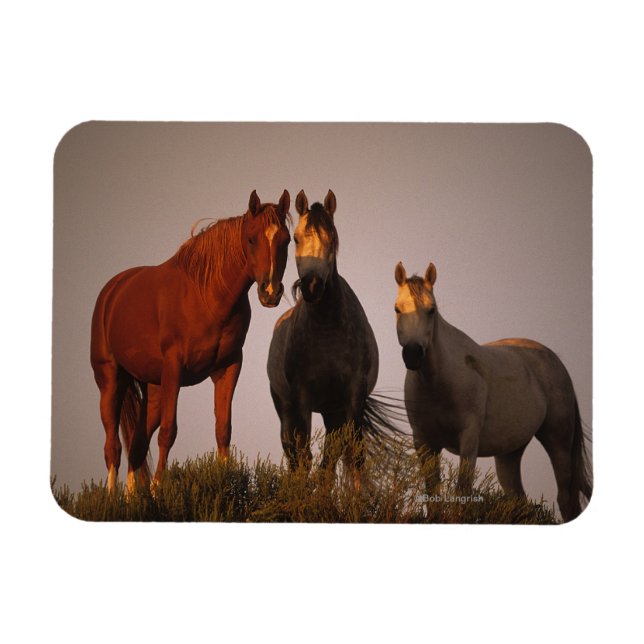 Íman Árabes ao pôr do sol (Horizontal)