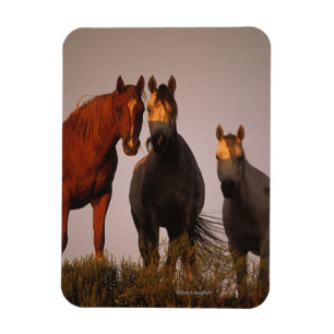 Íman Árabes ao pôr do sol