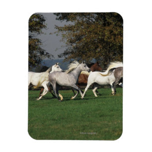 Íman Árabes correndo em campo