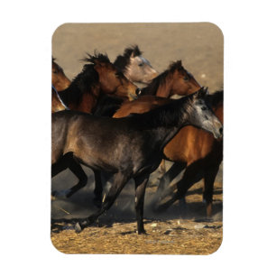 Íman Árabes correndo no deserto