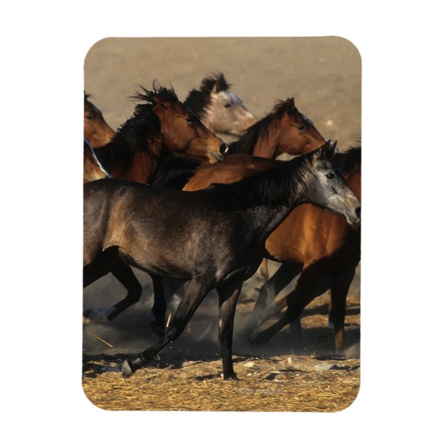 Íman Árabes correndo no deserto (Vertical)