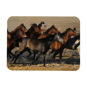 Íman Árabes correndo no deserto