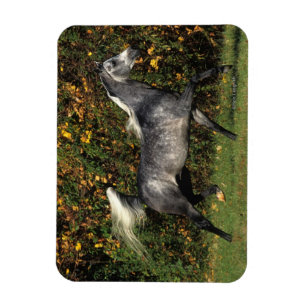 Íman Árabes Correndo: outono