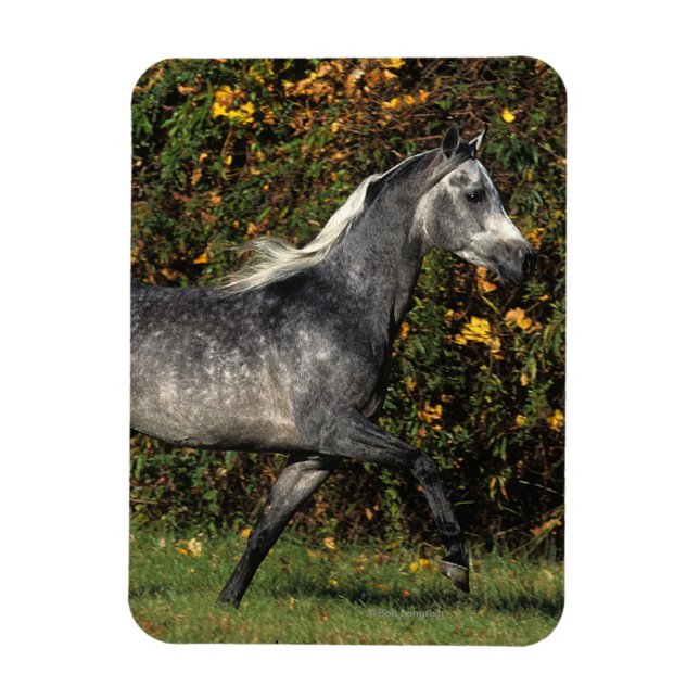 Íman Árabes Correndo: outono (Vertical)