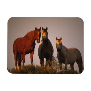 Íman Árabes no por do sol