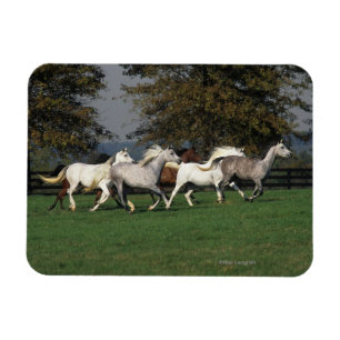 Íman Árabes que funcionam no campo