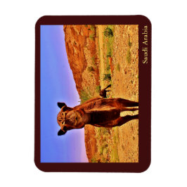 Íman Arábia Saudita