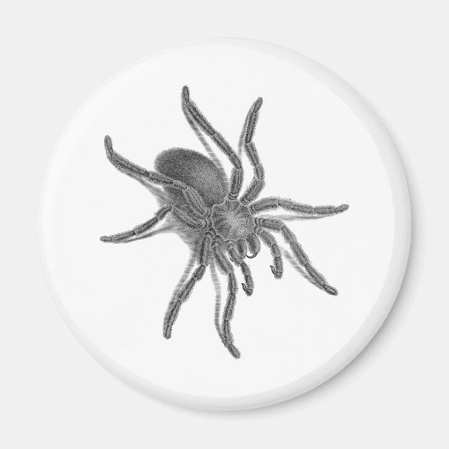 Íman Aranea Avicularia, Aranha Cubana Negra (Frente)