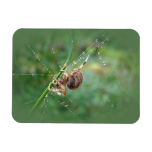 Íman Araneus - Orb Weaver Spider