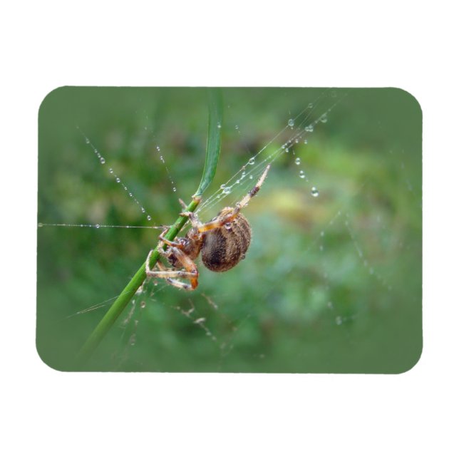 Íman Araneus - Orb Weaver Spider (Horizontal)