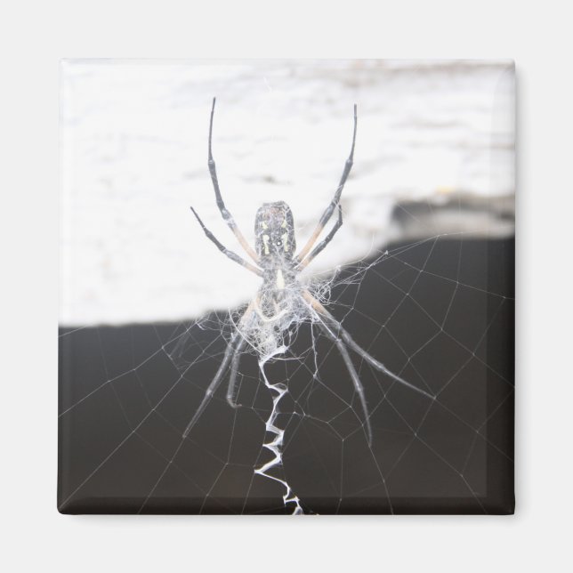 Íman Aranha (Frente)