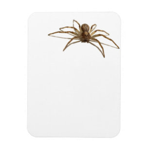 Íman Aranha