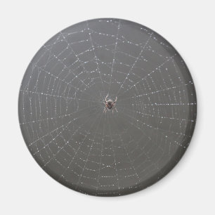 Íman Aranha