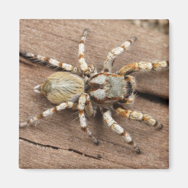 Íman Aranha (Frente)