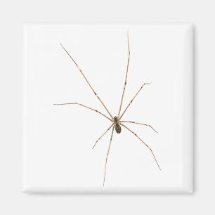 Íman Aranha