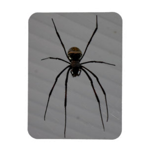 Íman Aranha 3"" ímã x4