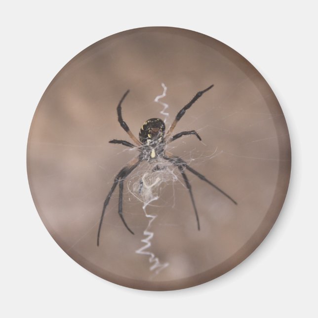 Íman Aranha-Aranha (Frente)