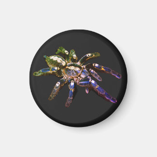 Íman Aranha azul/vermelha/laranja/preta