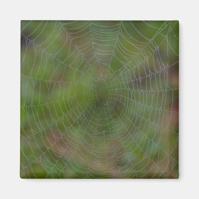 Íman Aranha Com Gotas (Frente)