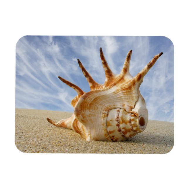 Íman Aranha Conch Seashell em Sandy Beach (Horizontal)
