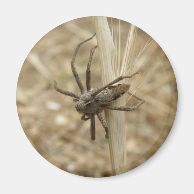 Íman Aranha Crawly (Frente)