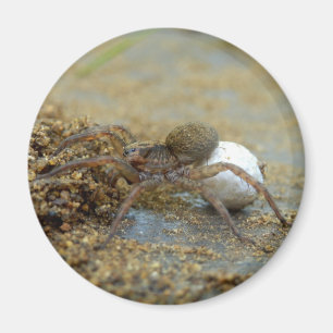 Íman Aranha de lobo com o ímã do saco do ovo