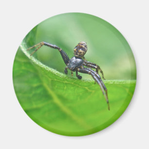 Íman Aranha do caranguejo em artigos de coordenação d