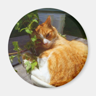 Íman Aranha-palha em um pote