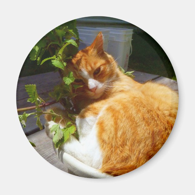 Íman Aranha-palha em um pote (Frente)