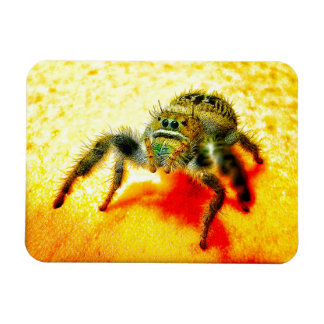 Íman Aranha saltadora do Texas