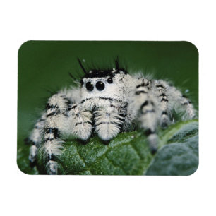 Íman Aranha Saltadora Metaphid