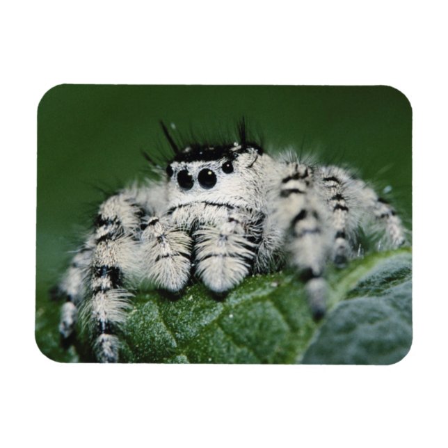 Íman Aranha Saltadora Metaphid (Horizontal)