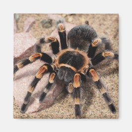 Íman Aranha Vermelha Mexicana Tarantula
