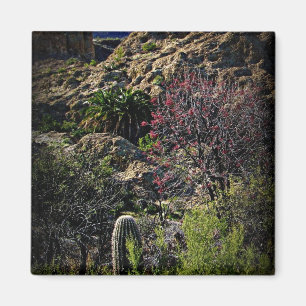 Íman Arboreto de Boyce Thompson