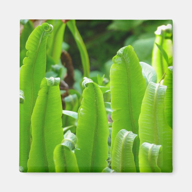 Íman Arca, Fern Magnet (Frente)
