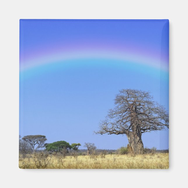 Íman Arco-íris e árvore baobá africano, Adansonia (Frente)