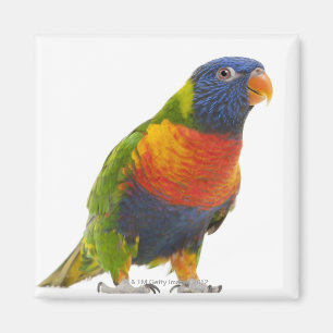 Íman Arco-íris fêmea Lorikeet - Trichoglossus